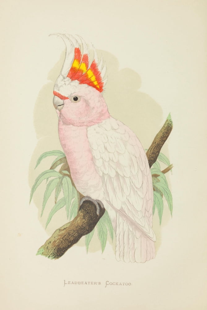 Parrots in Captivity 1884 Leadbeaters Cockatoo Canvas Art - AF Lydon (18 x 24)
