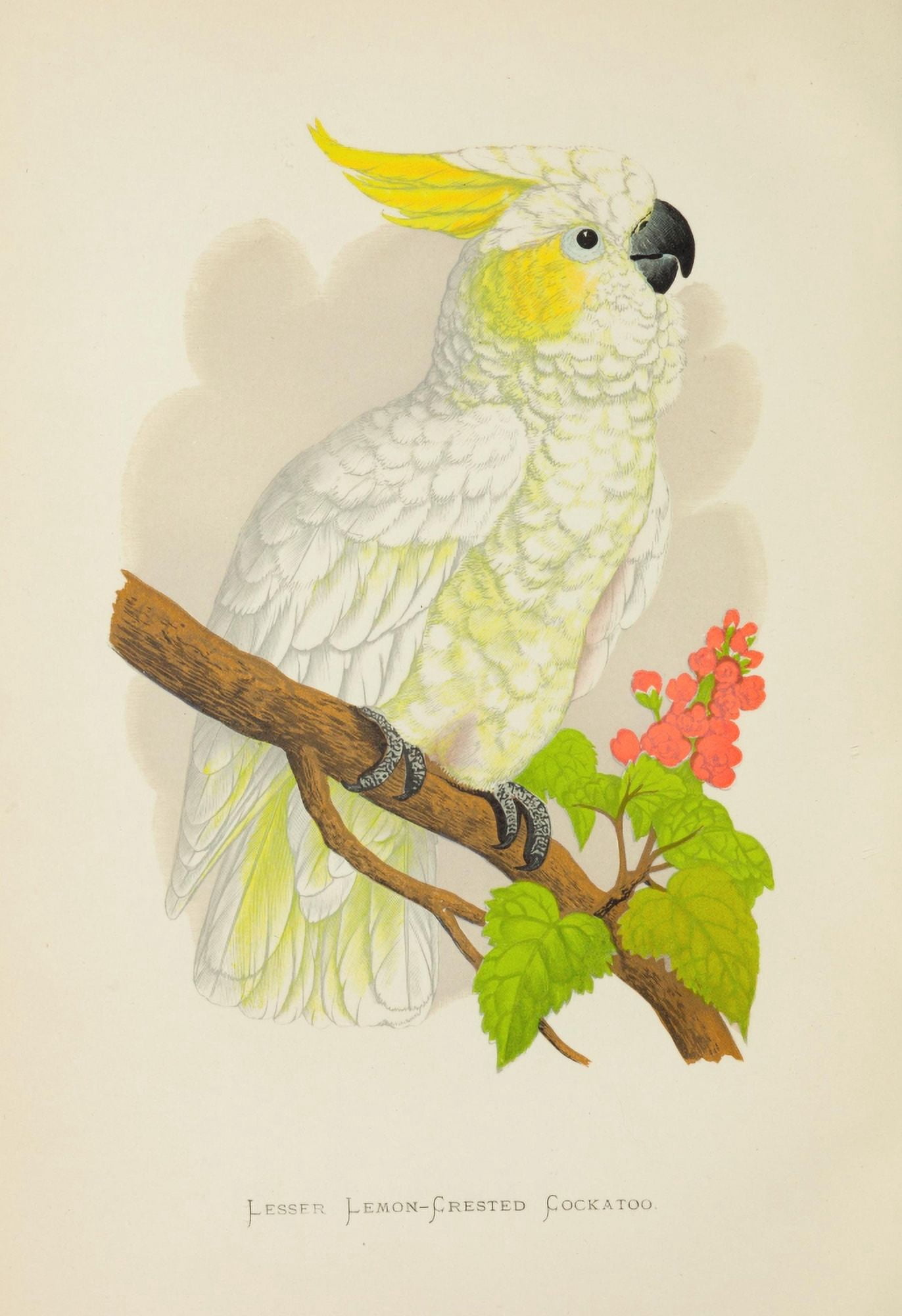 Parrots in Captivity 1884 Lemon-Crested Cockatoo Canvas Art - AF Lydon (18 x 24)