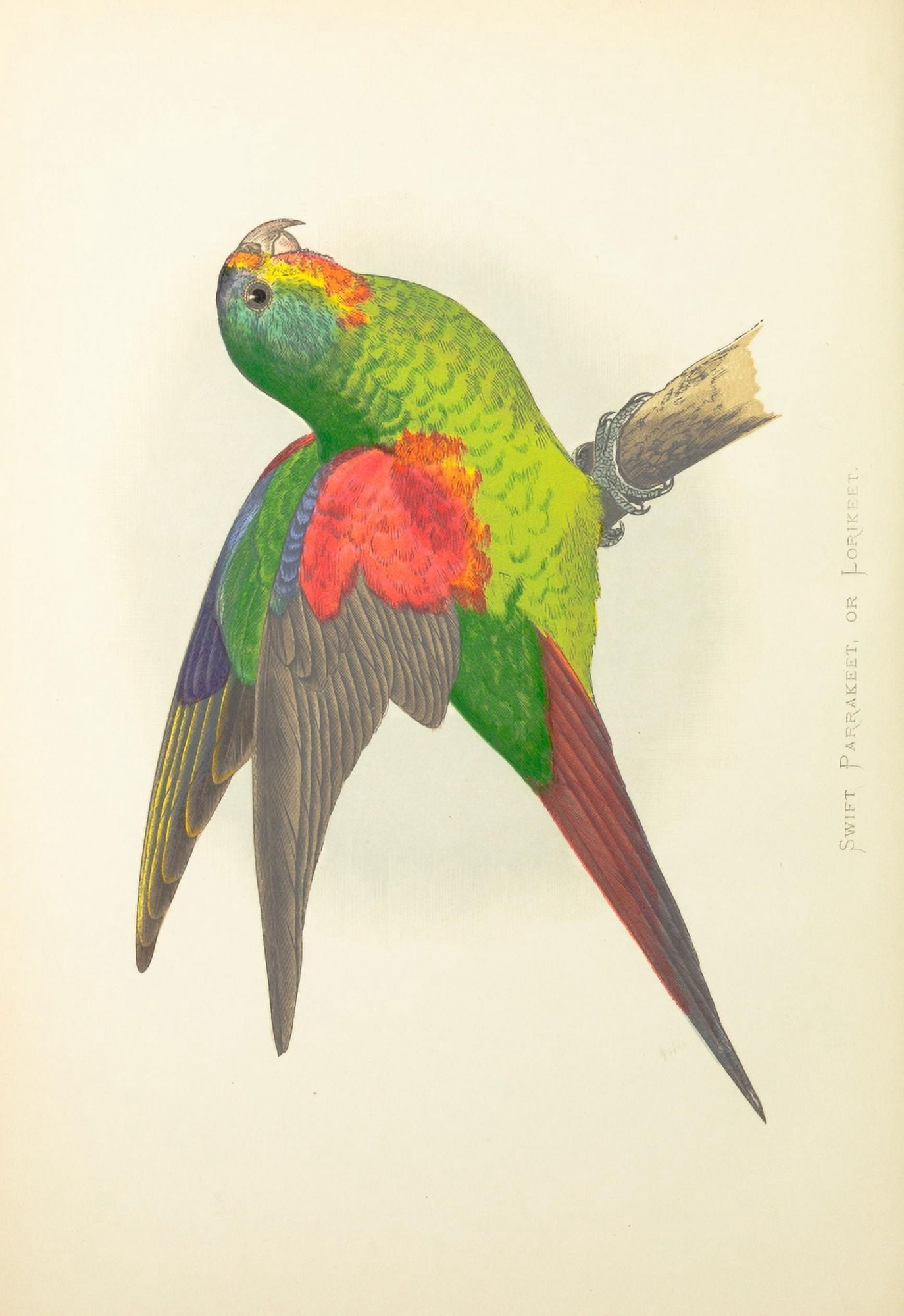 Parrots in Captivity 1884 Lorikeet Canvas Art - AF Lydon (24 x 36)