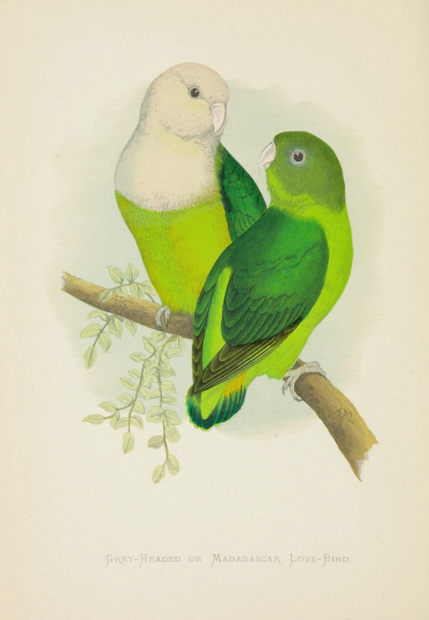 Parrots in Captivity 1884 Madagascar Love-Birds Canvas Art - AF Lydon (18 x 24)