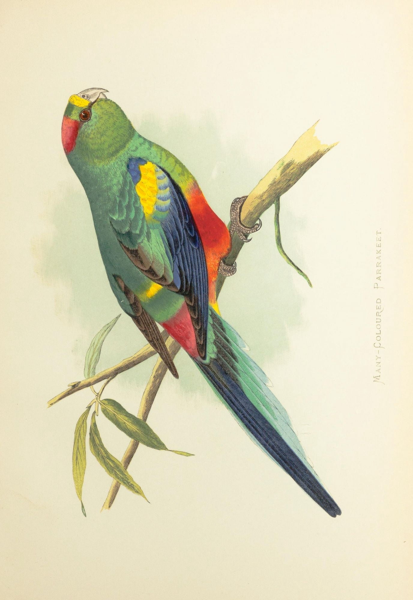 Parrots in Captivity 1884 Many-coloured Parakeet Canvas Art - AF Lydon (24 x 36)