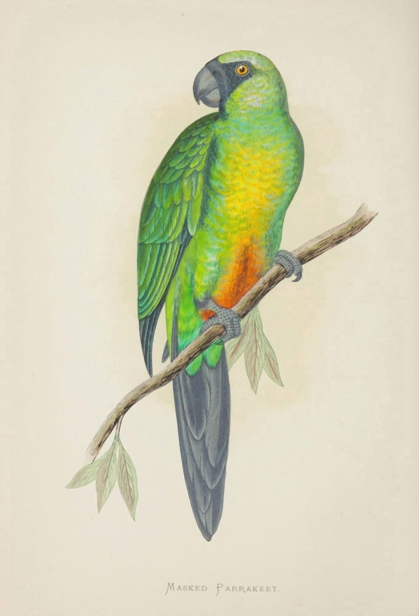 Parrots in Captivity 1884 Masked Parakeet Canvas Art - AF Lydon (24 x 36)
