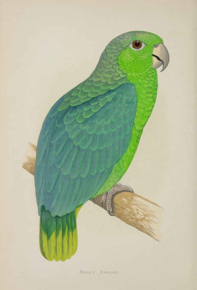 Parrots in Captivity 1884 Mealy Amazon Canvas Art - AF Lydon (18 x 24)