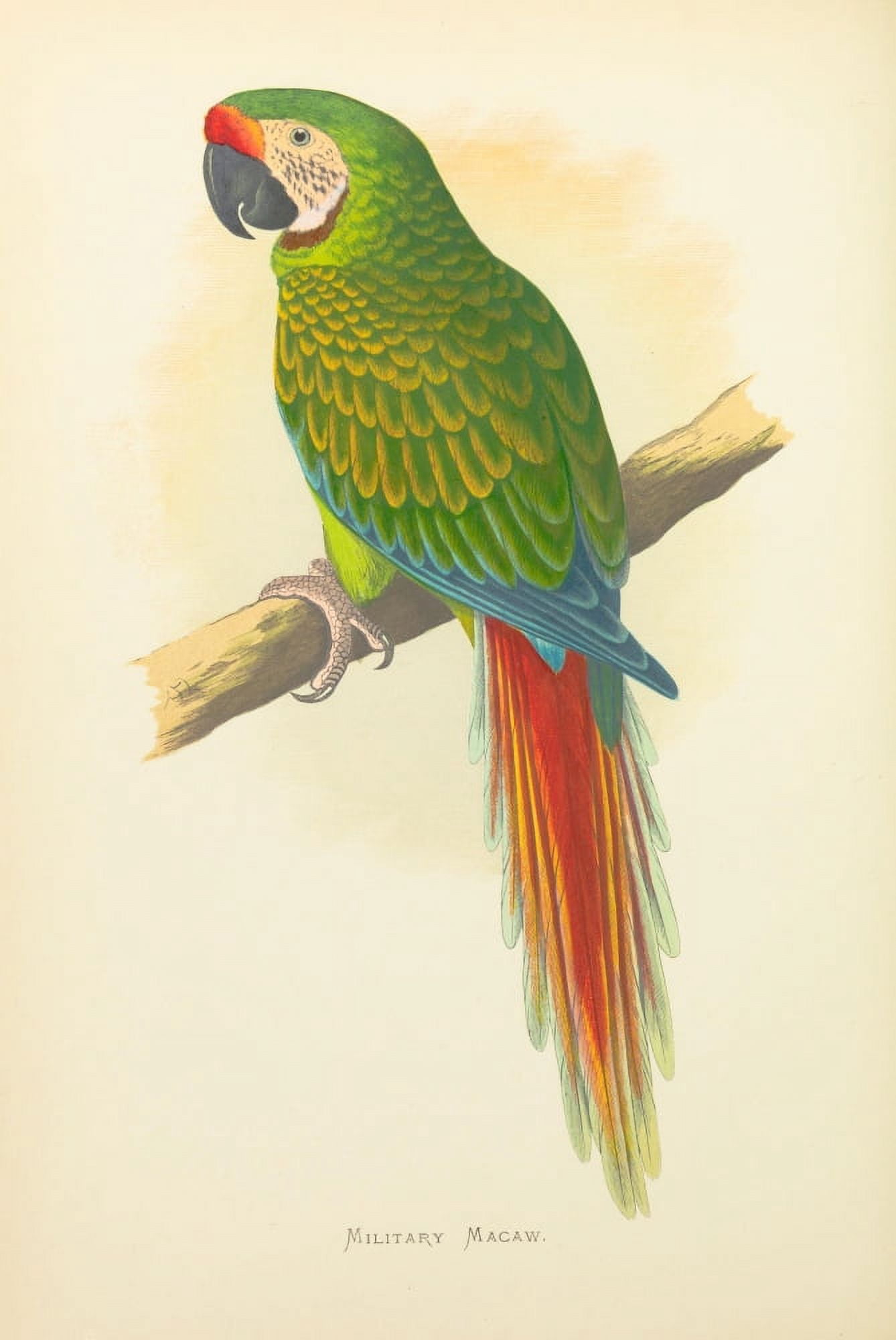 Parrots in Captivity 1884 Military Macaw Canvas Art - AF Lydon (24 x 36)