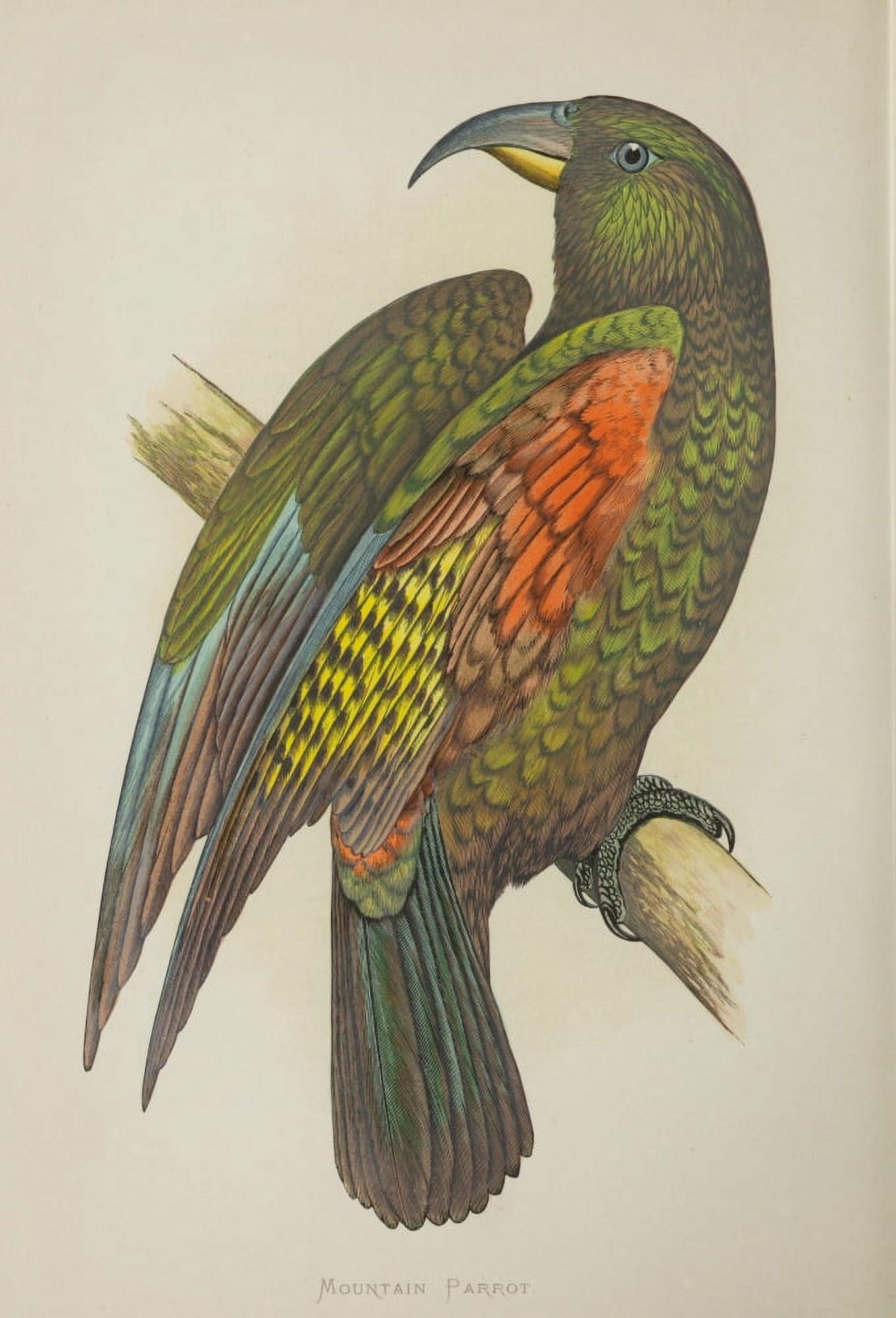 Parrots in Captivity 1884 Mountain Parrot Canvas Art - AF Lydon (24 x 36)
