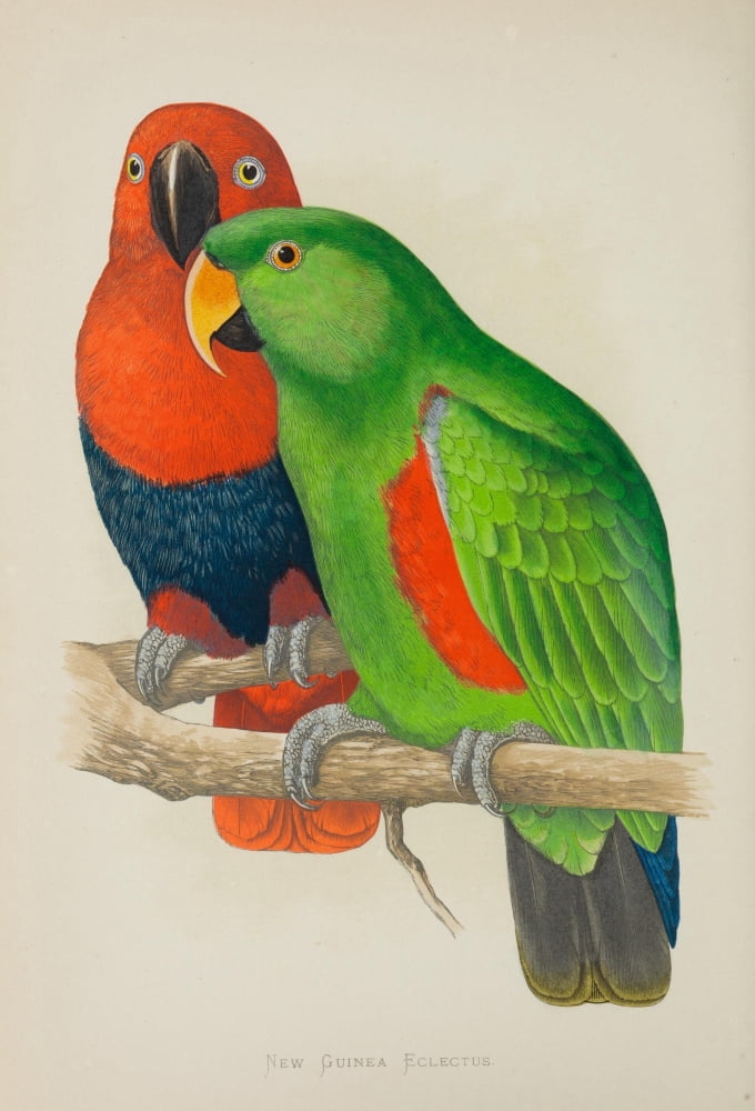 Parrots in Captivity 1884 New Guinea Eclectus Canvas Art - AF Lydon (24 x 36)