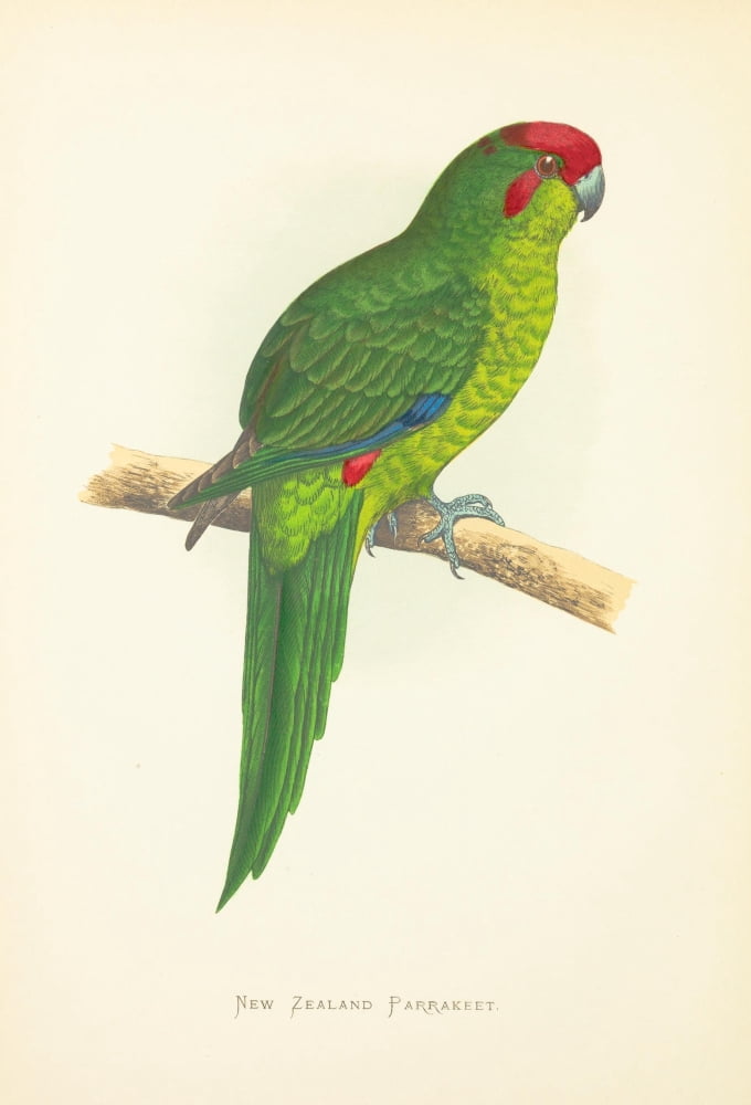 Parrots in Captivity 1884 New Zealand Parakeet Canvas Art - AF Lydon (24 x 36)