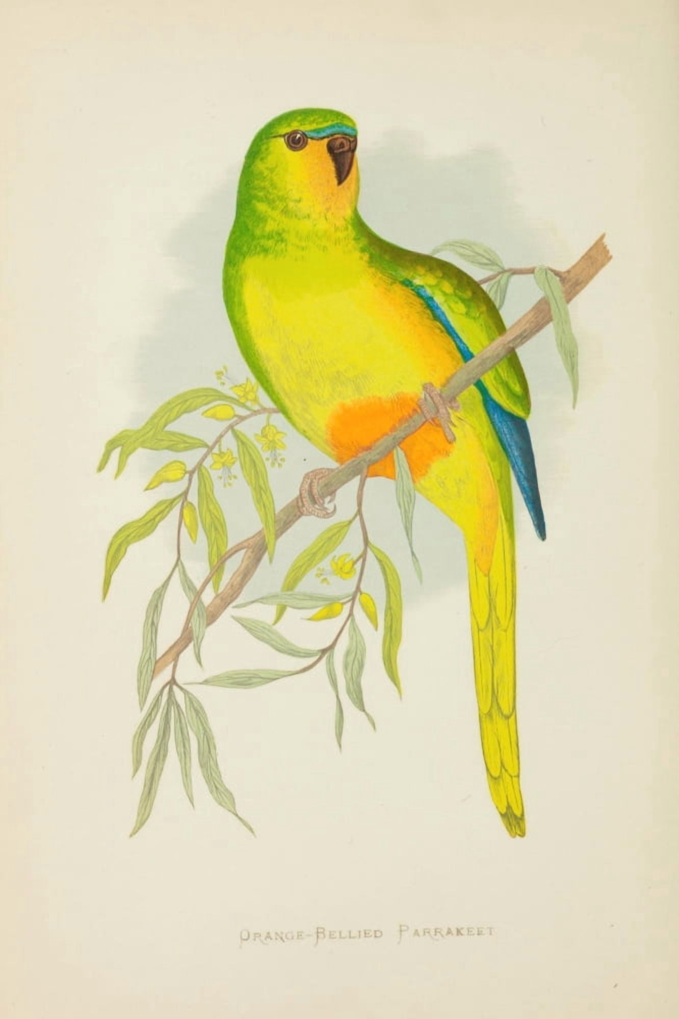 Parrots in Captivity 1884 Orange-bellied Parakeet Canvas Art - AF Lydon (18 x 24)