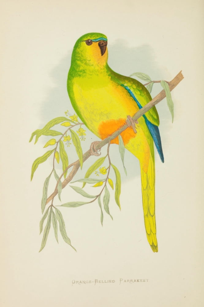 Parrots in Captivity 1884 Orange-bellied Parakeet Canvas Art - AF Lydon (24 x 36)