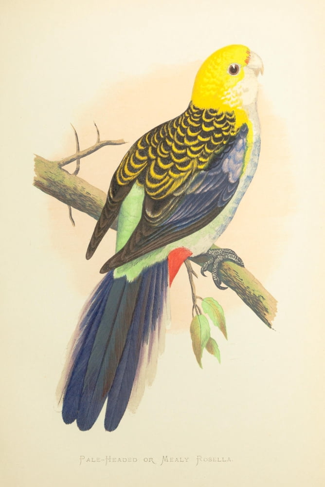 Parrots in Captivity 1884 Pale-headed Rosella Canvas Art - AF Lydon (18 x 24)