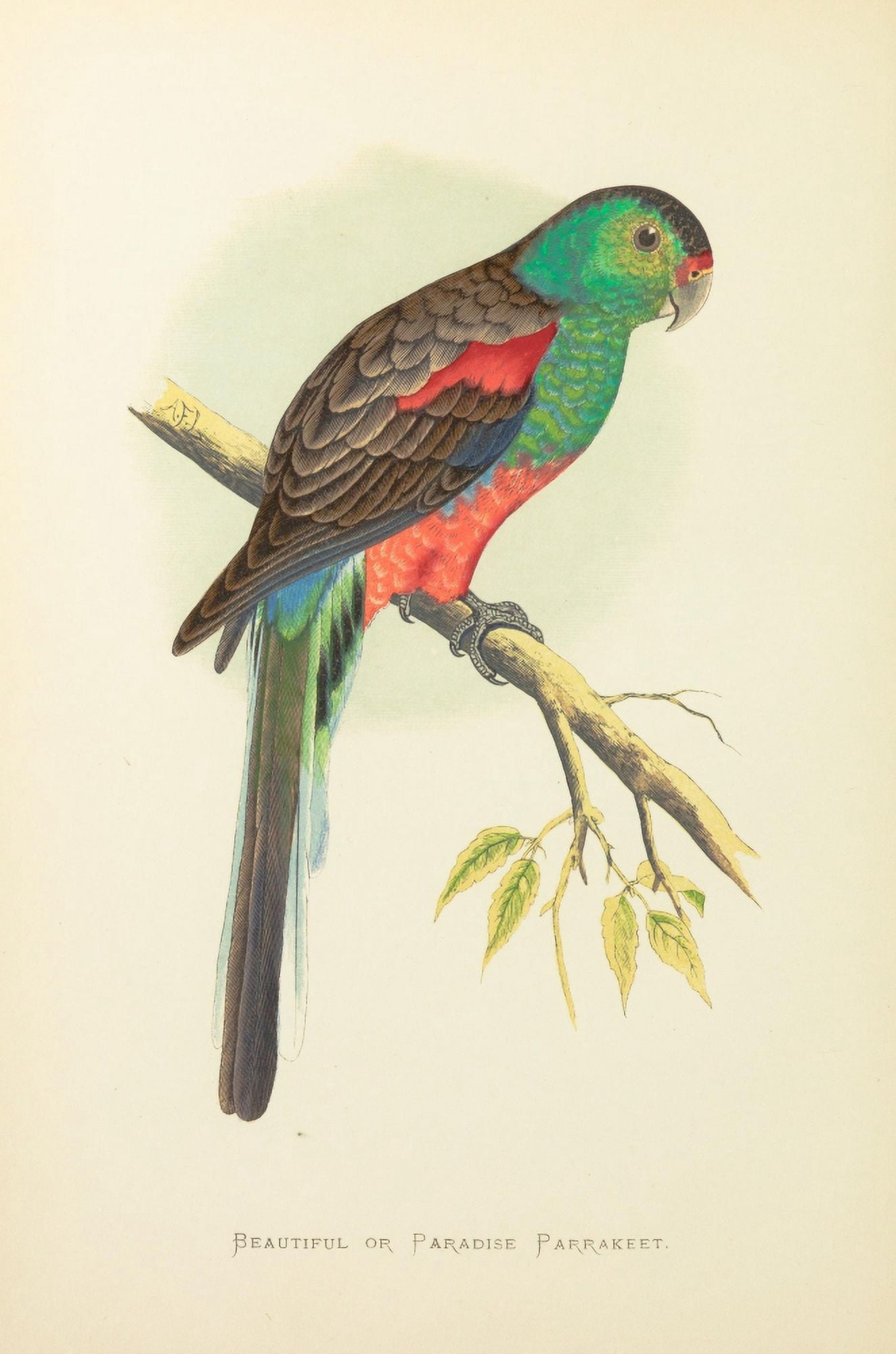 Parrots in Captivity 1884 Paradise Parakeet Canvas Art - AF Lydon (24 x 36)