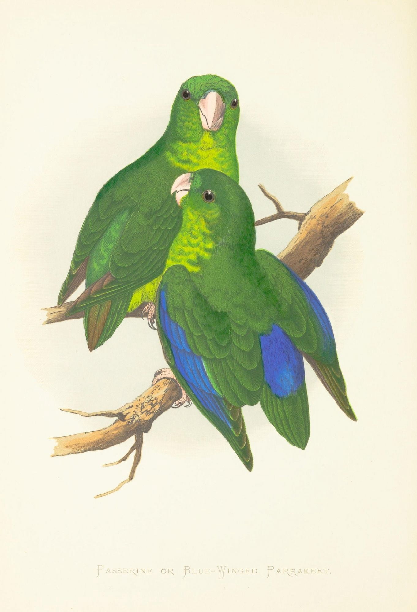 Parrots in Captivity 1884 Passerine Parakeet Canvas Art - AF Lydon (18 x 24)