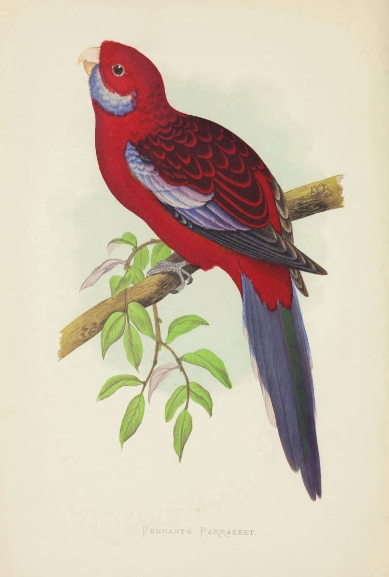 Parrots in Captivity 1884 Pennants Parakeet Canvas Art - AF Lydon (24 x 36)
