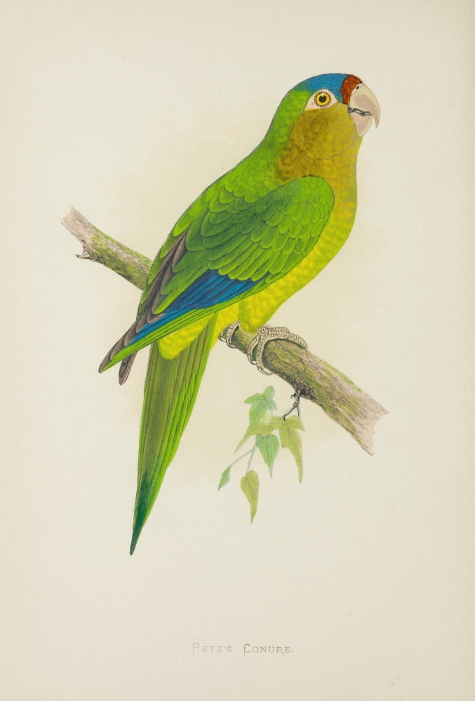 Parrots in Captivity 1884 Petzs Conure Canvas Art - AF Lydon (18 x 24)