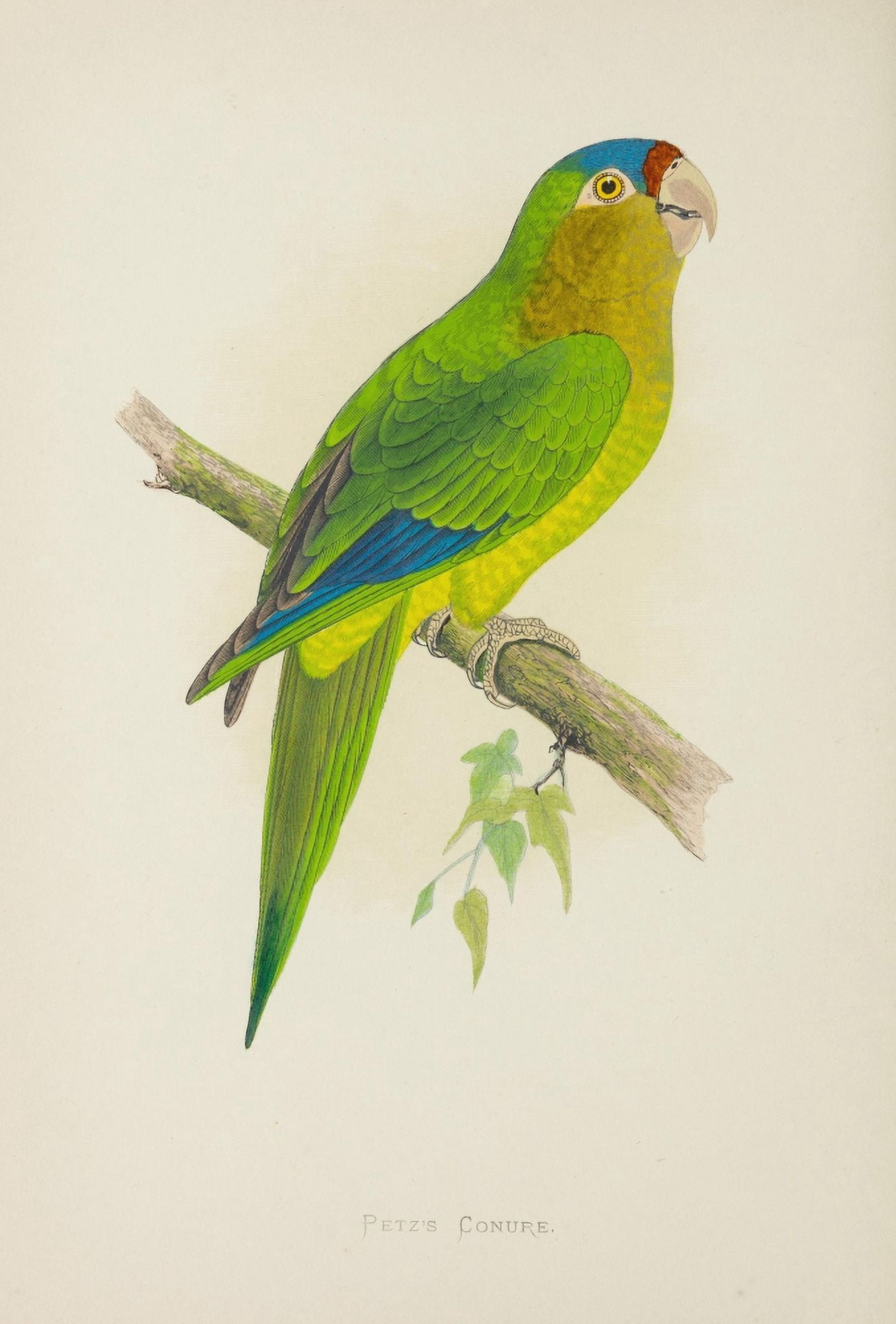 Parrots in Captivity 1884 Petzs Conure Canvas Art - AF Lydon (24 x 36)