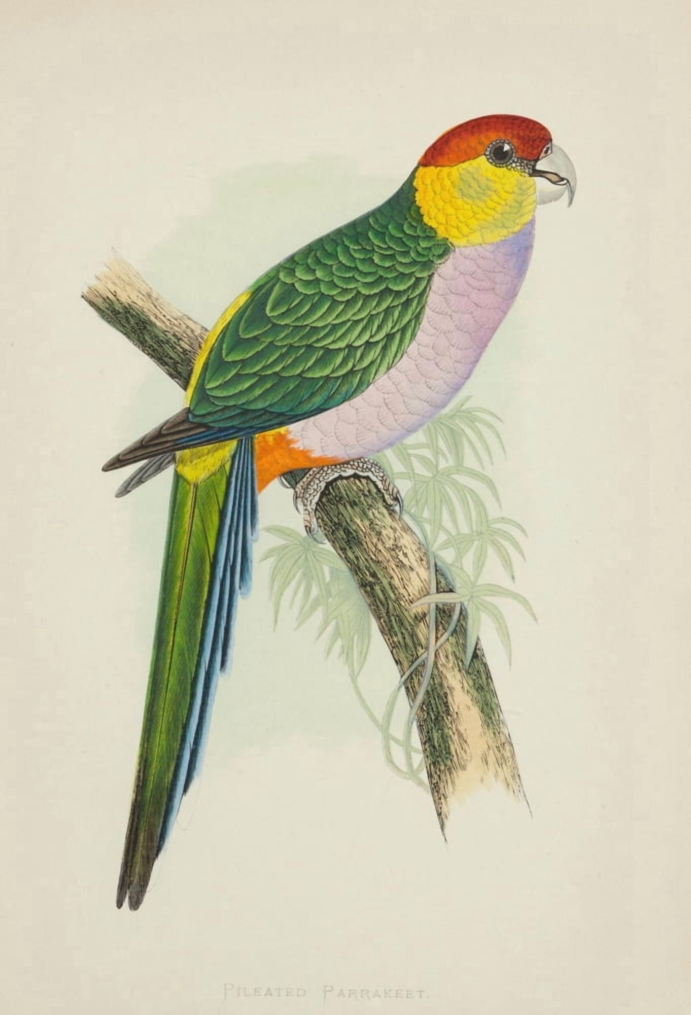 Parrots in Captivity 1884 Pileated Parakeet Canvas Art - AF Lydon (18 x 24)