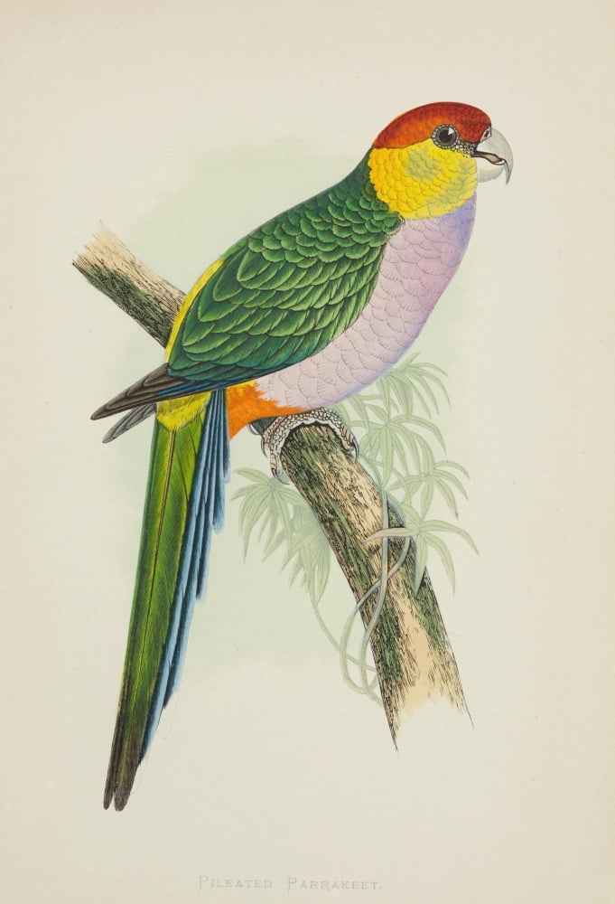 Parrots in Captivity 1884 Pileated Parakeet Canvas Art - AF Lydon (24 x 36)