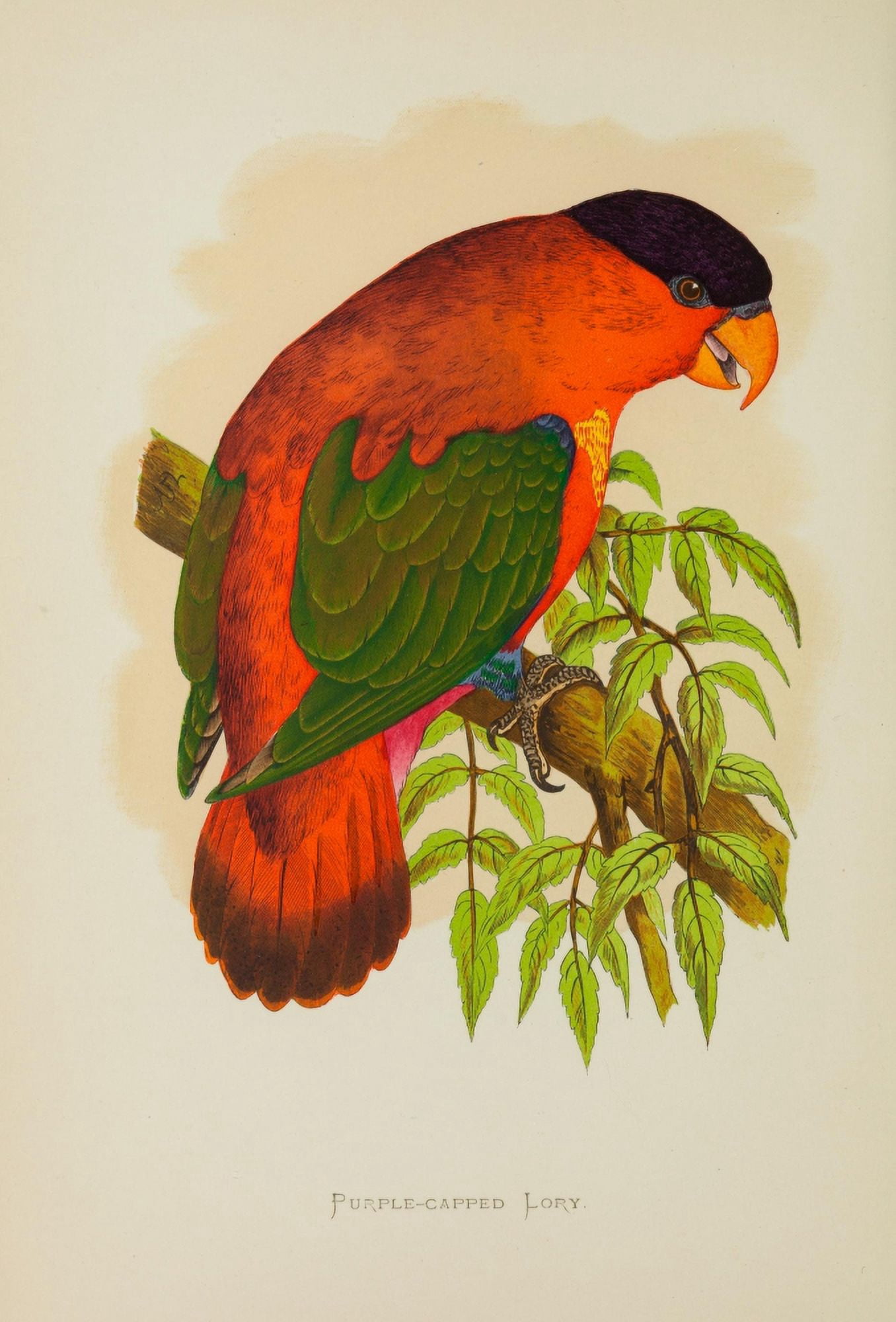 Parrots in Captivity 1884 Purple-capped Lory Canvas Art - AF Lydon (24 x 36)