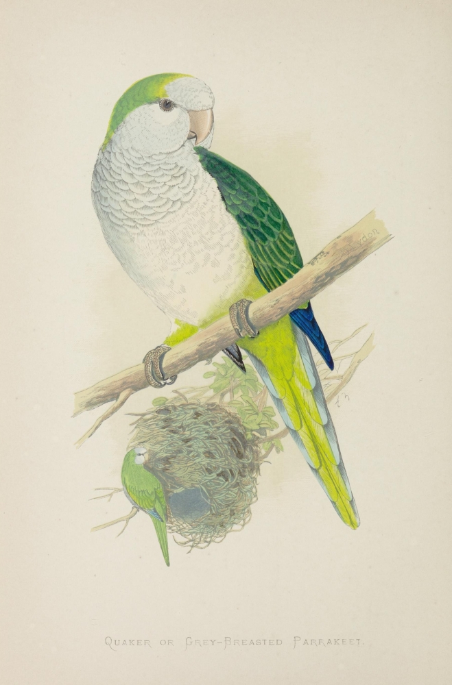 Parrots in Captivity 1884 Quaker Parakeet Canvas Art - AF Lydon (18 x 24)