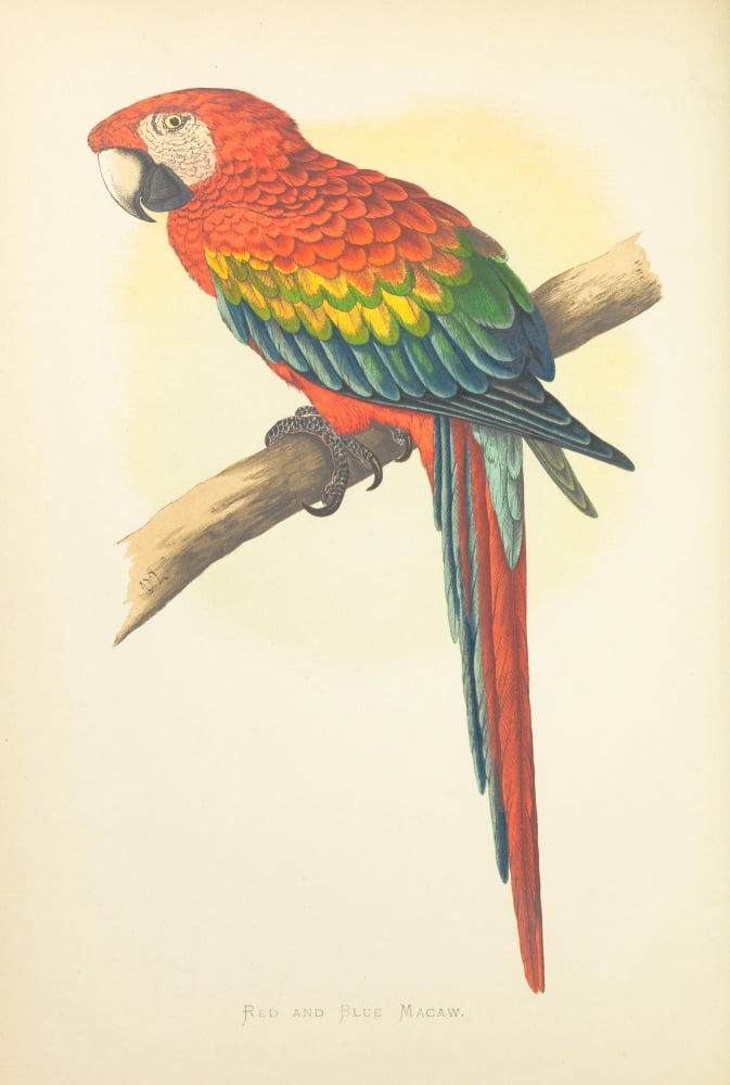 Parrots in Captivity 1884 Red & Blue Macaw Canvas Art - AF Lydon (24 x 36)