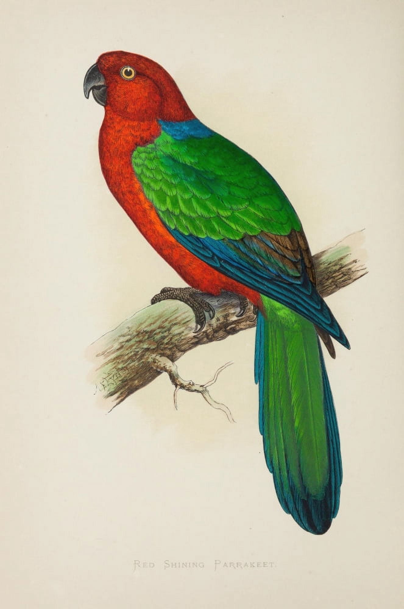Parrots in Captivity 1884 Red Shining Parakeet Canvas Art - AF Lydon (18 x 24)