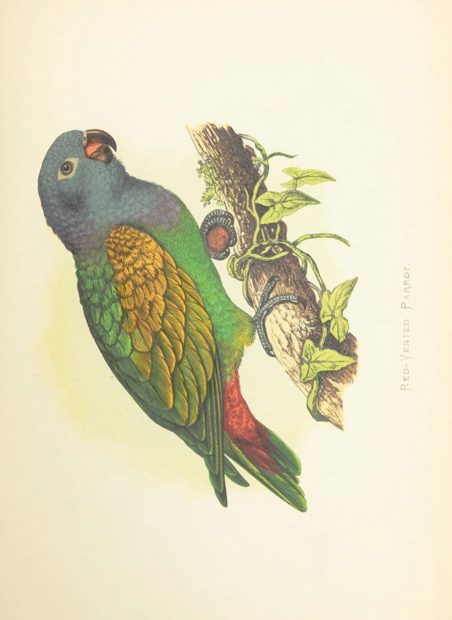 Parrots in Captivity 1884 Red-Vented Parrot Canvas Art - AF Lydon (24 x 36)