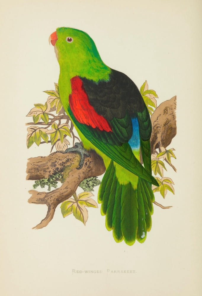 Parrots in Captivity 1884 Red-Winged Parakeet Canvas Art - AF Lydon (24 x 36)