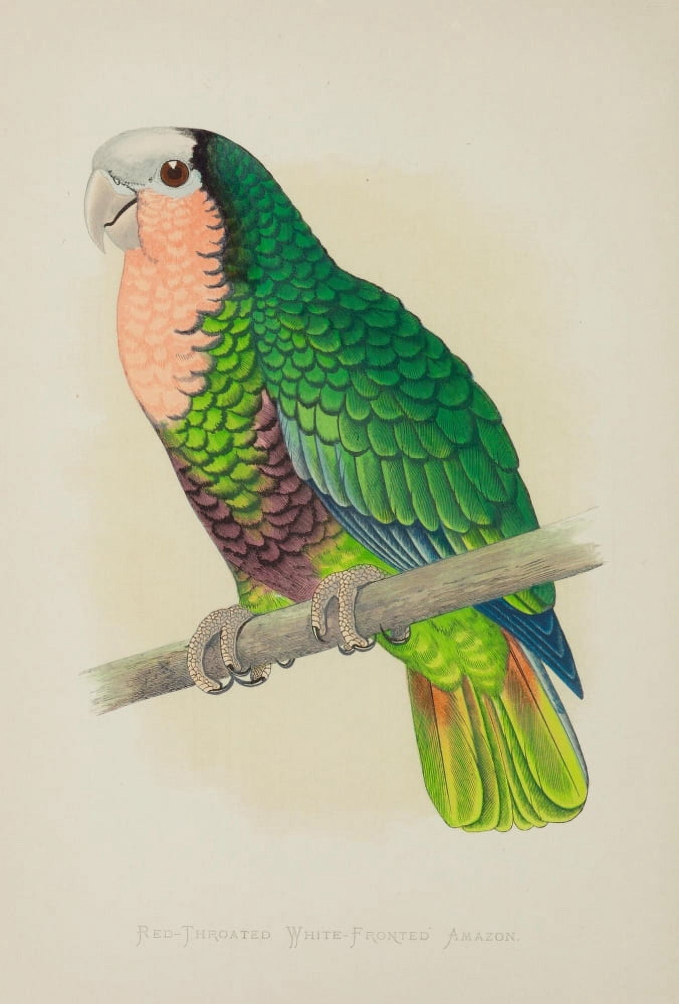 Parrots in Captivity 1884 Red-thr White Frtd Amazon Canvas Art - AF Lydon (24 x 36)