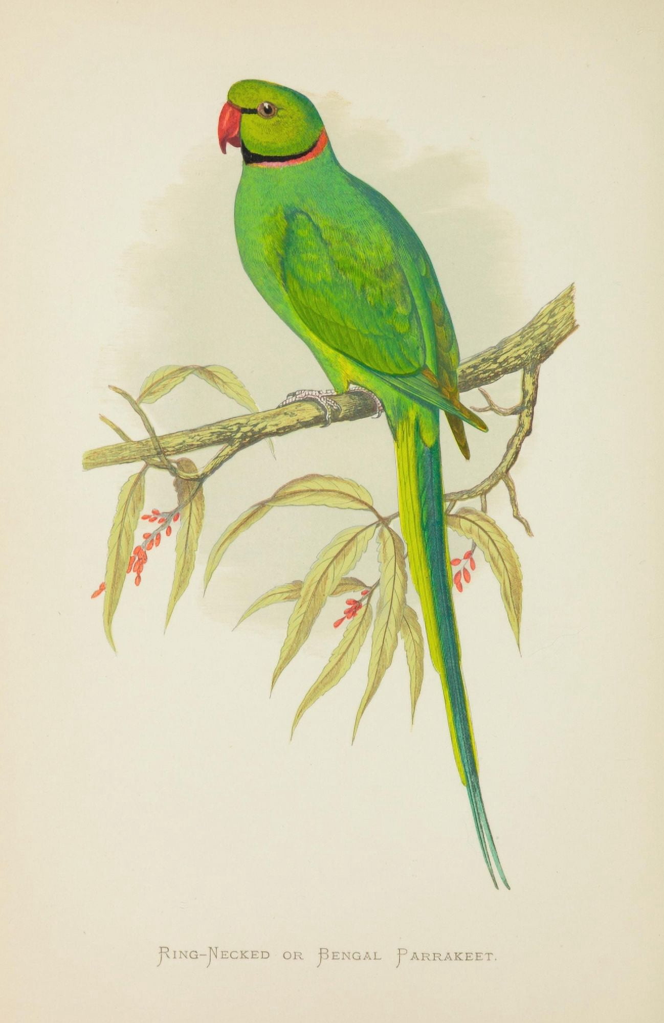 Parrots in Captivity 1884 Ring-necked Parakeet Canvas Art - AF Lydon (24 x 36)