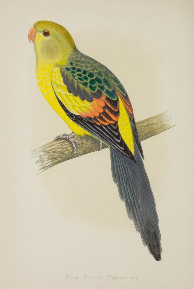 Parrots in Captivity 1884 Rock Pepler Parakeet Canvas Art - AF Lydon (18 x 24)