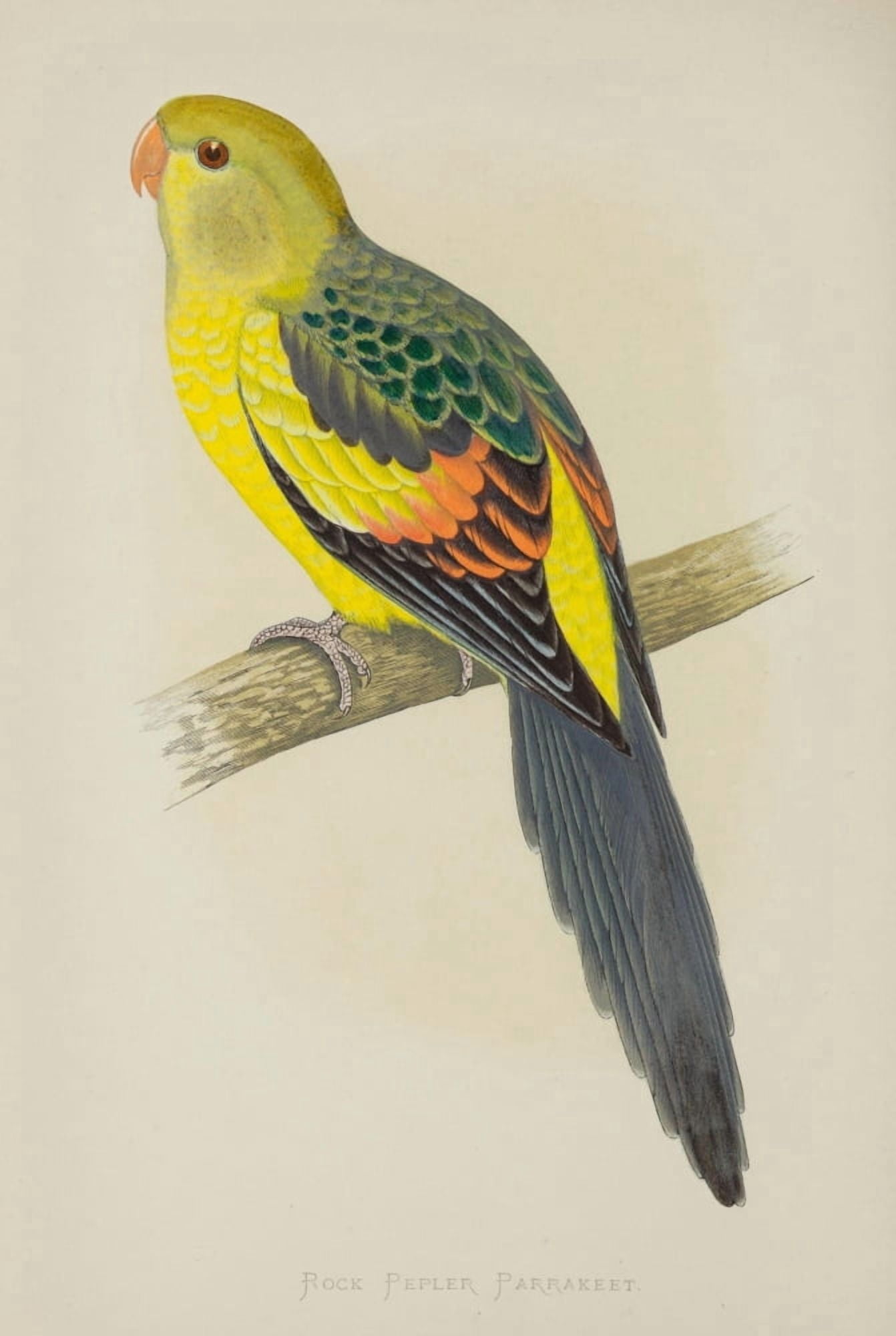Parrots in Captivity 1884 Rock Pepler Parakeet Canvas Art - AF Lydon (24 x 36)