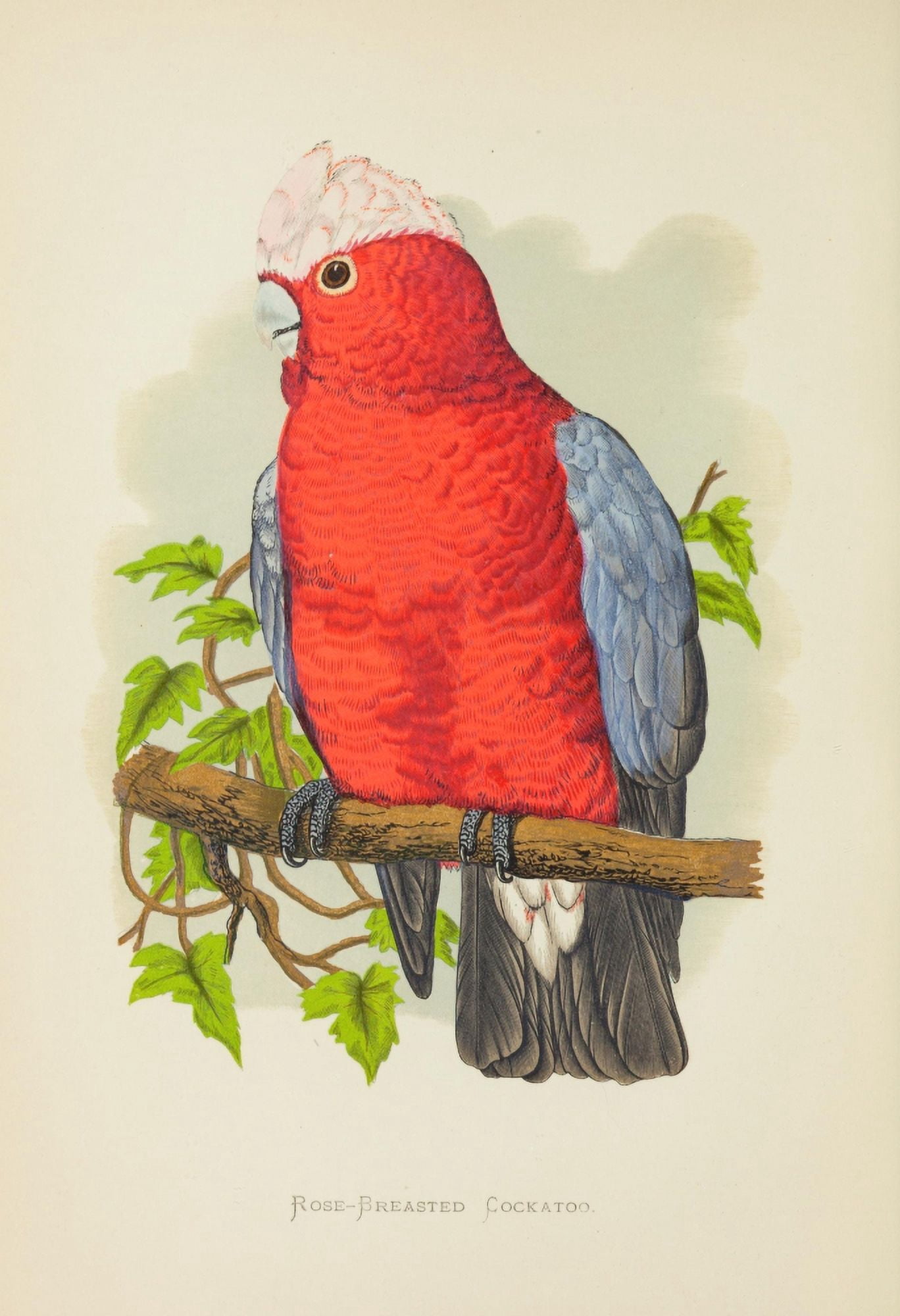 Parrots in Captivity 1884 Rose-Breasted Cockatoo Canvas Art - AF Lydon (18 x 24)