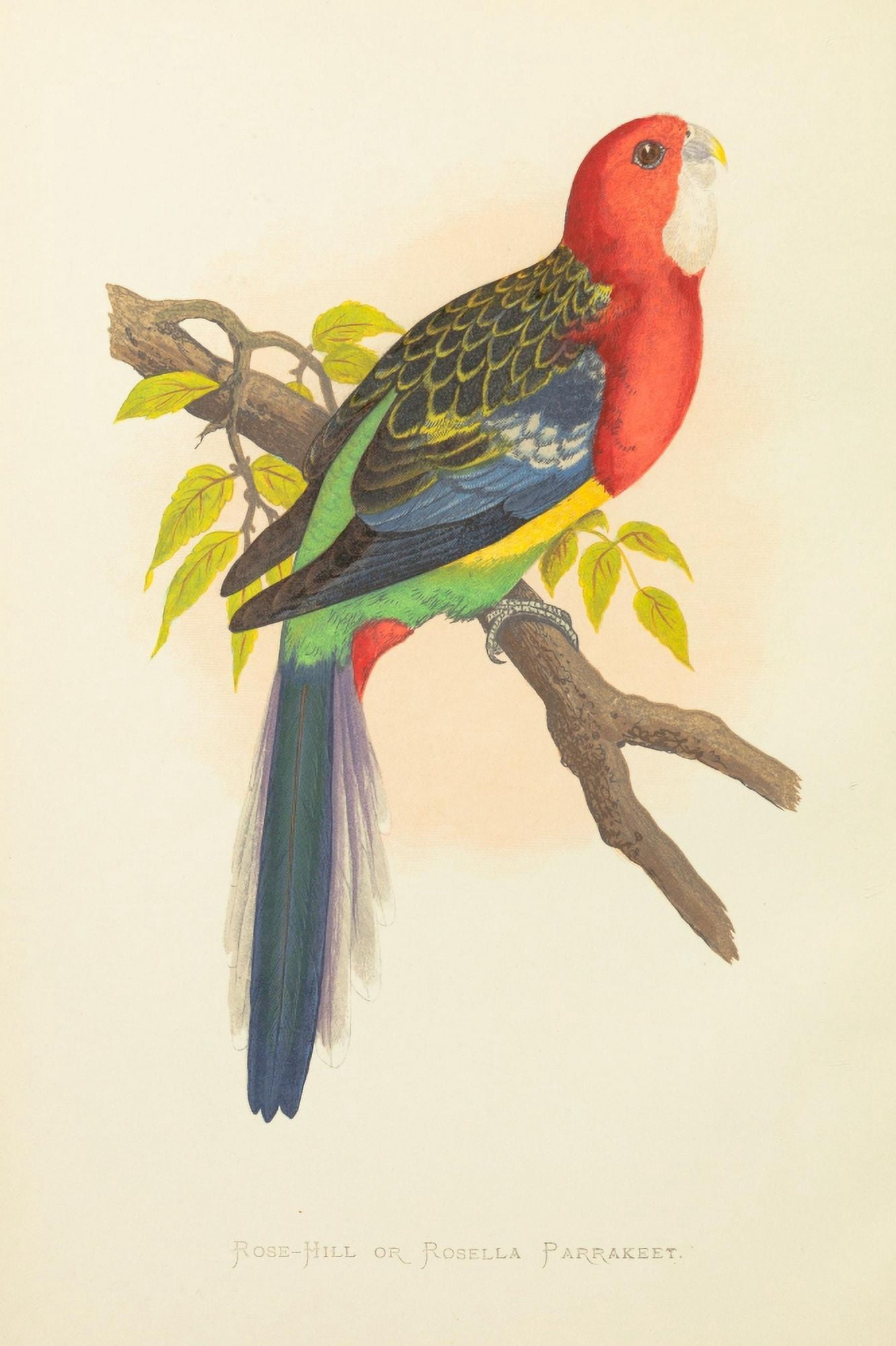 Parrots in Captivity 1884 Rosella Parakeet Canvas Art - AF Lydon (24 x 36)