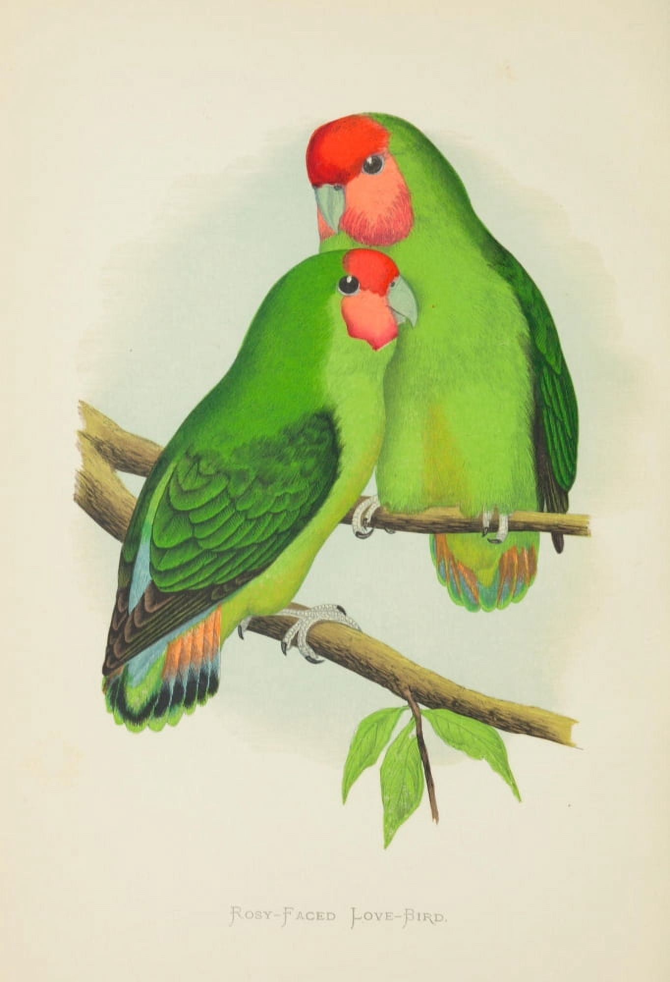 Parrots in Captivity 1884 Rosy-faced Love-bird Canvas Art - AF Lydon (24 x 36)