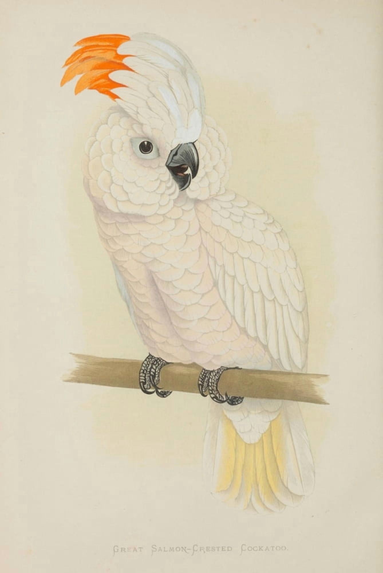 Parrots in Captivity 1884 Salmon-Crested Cockatoo Canvas Art - AF Lydon (18 x 24)