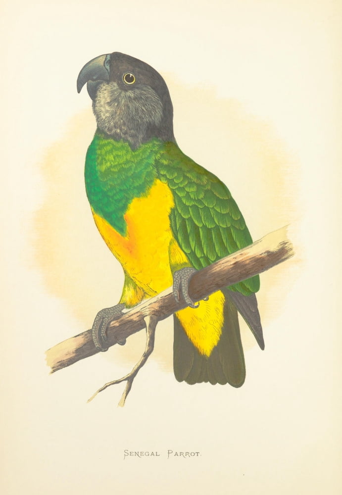Parrots in Captivity 1884 Senegal Parrot Canvas Art - AF Lydon (18 x 24)