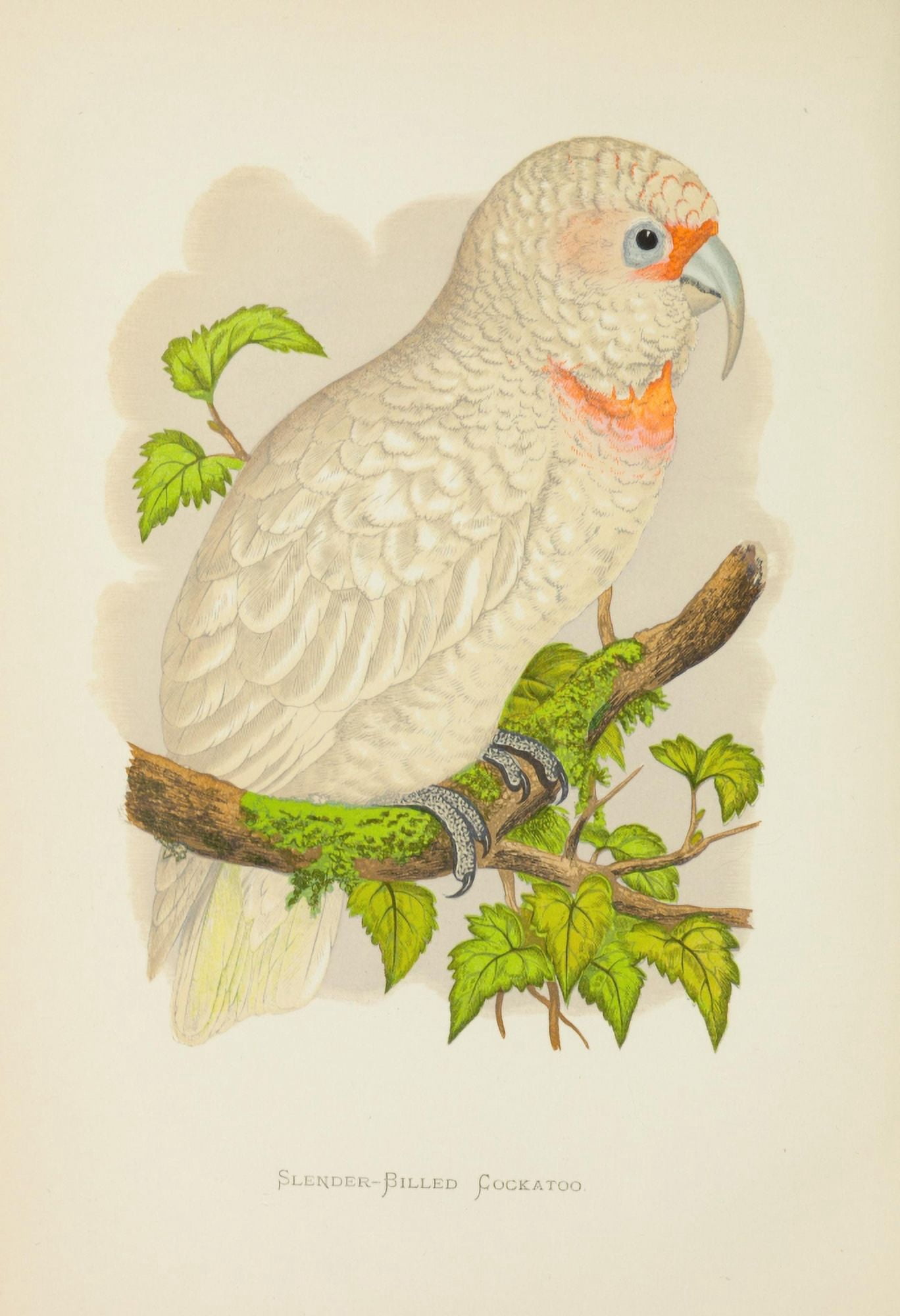 Parrots in Captivity 1884 Slender-billed Cockatoo Canvas Art - AF Lydon (18 x 24)