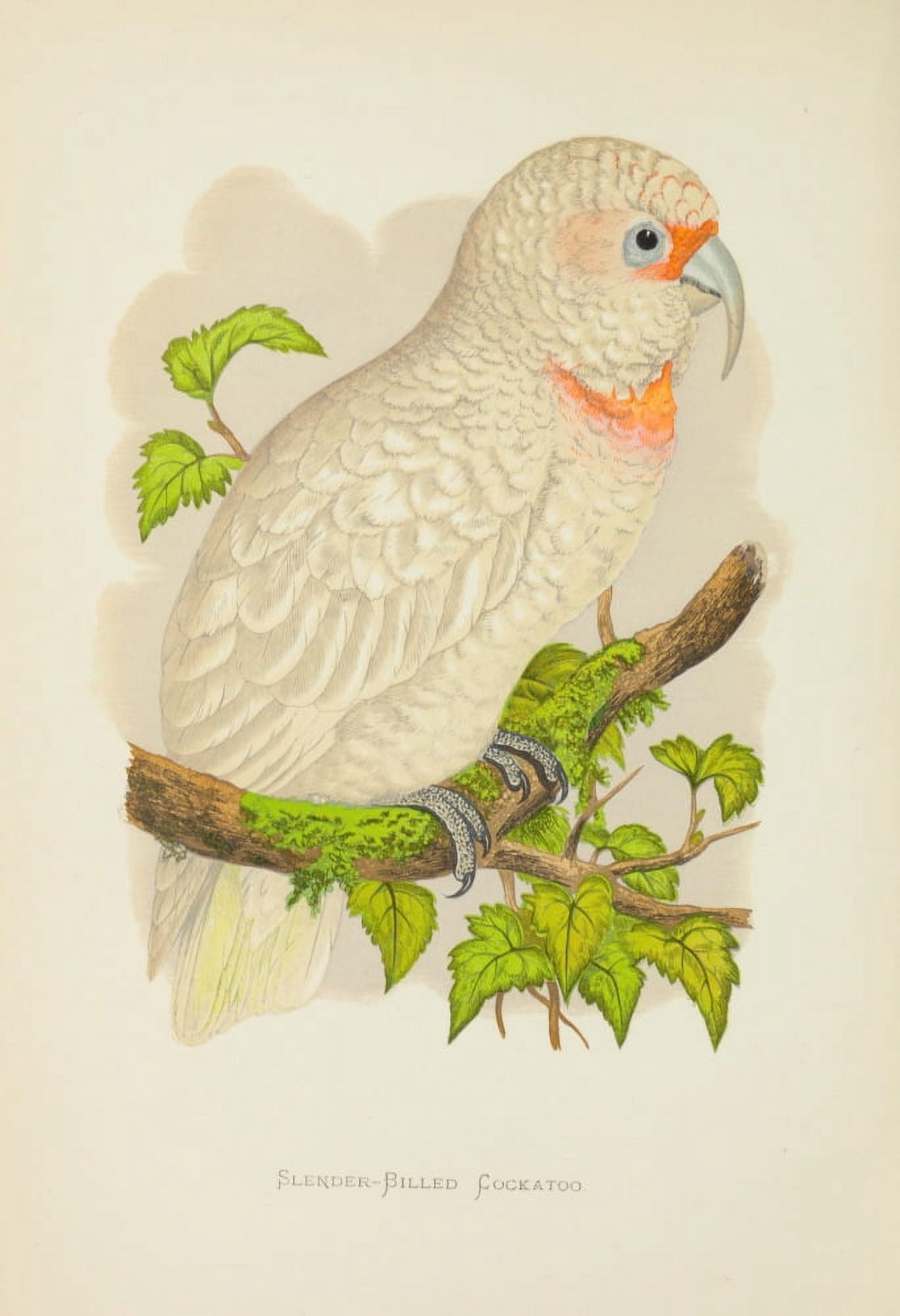 Parrots in Captivity 1884 Slender-billed Cockatoo Canvas Art - AF Lydon (24 x 36)