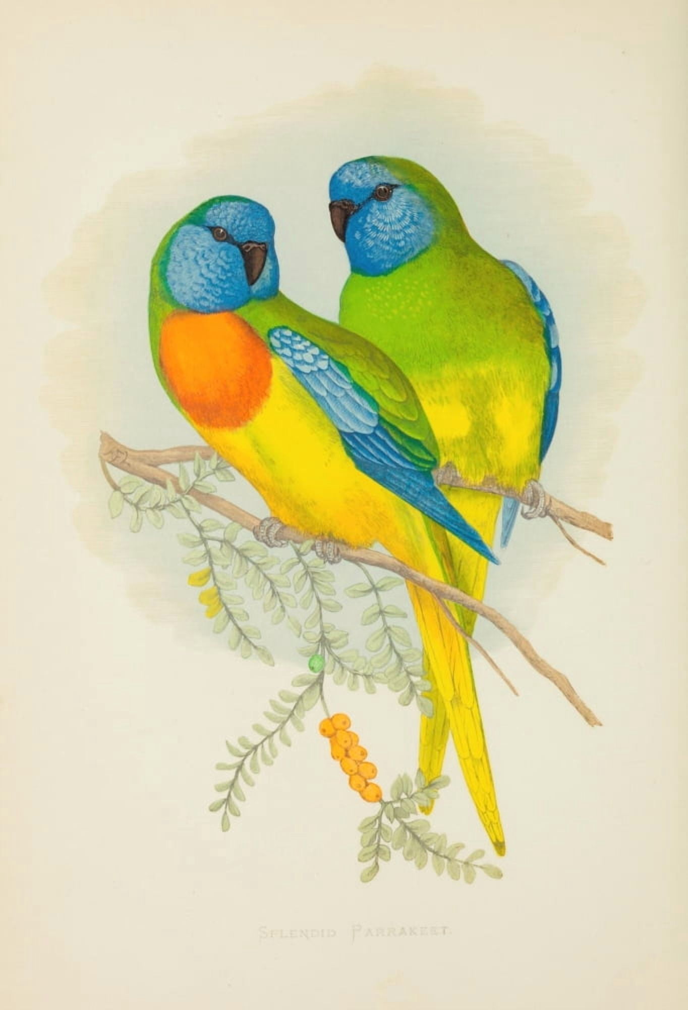 Parrots in Captivity 1884 Splendid Parakeet Canvas Art - AF Lydon (18 x 24)