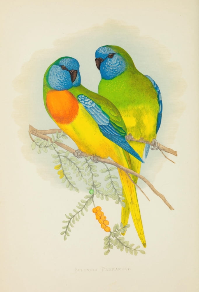 Parrots in Captivity 1884 Splendid Parakeet Canvas Art - AF Lydon (24 x 36)