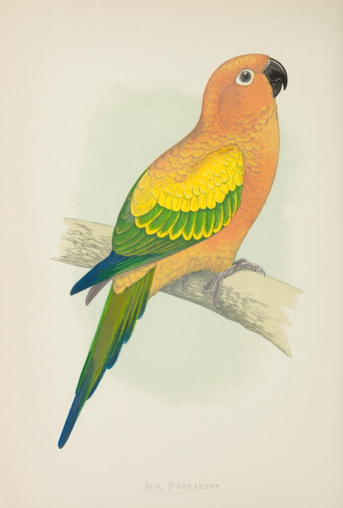 Parrots in Captivity 1884 Sun Parakeet Canvas Art - AF Lydon (24 x 36)