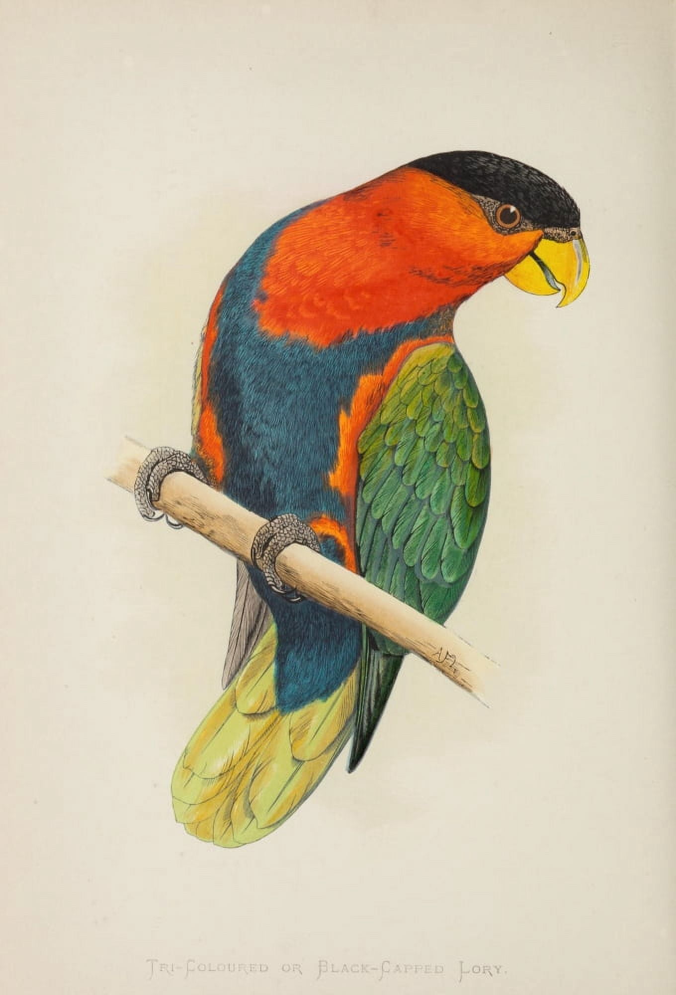 Parrots in Captivity 1884 Tri-Coloured Lory Canvas Art - AF Lydon (24 x 36)