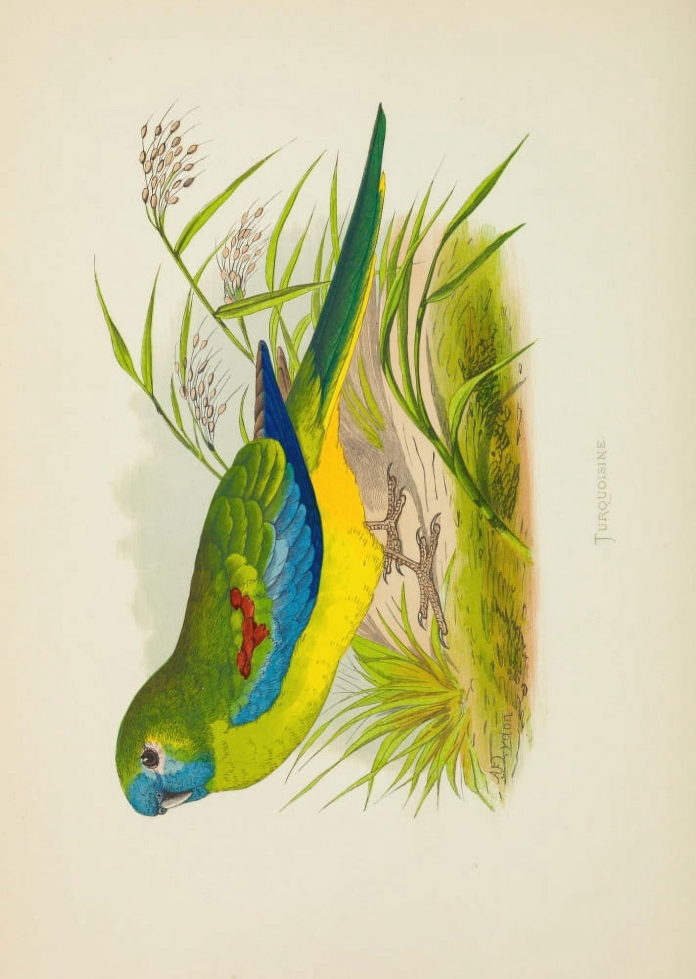 Parrots in Captivity 1884 Turquosine Canvas Art - AF Lydon (24 x 36)