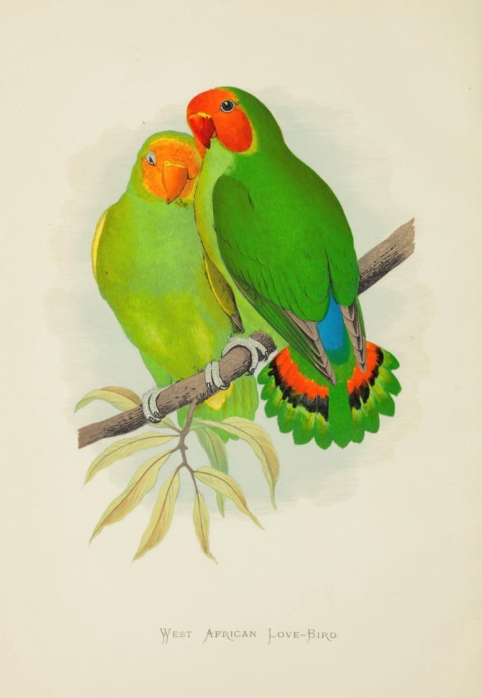 Parrots in Captivity 1884 West African Love-bird Canvas Art - AF Lydon (24 x 36)