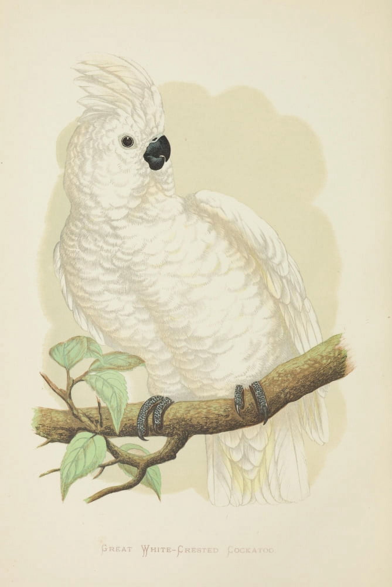 Parrots in Captivity 1884 White-Crested Cockatoo Canvas Art - AF Lydon (24 x 36)