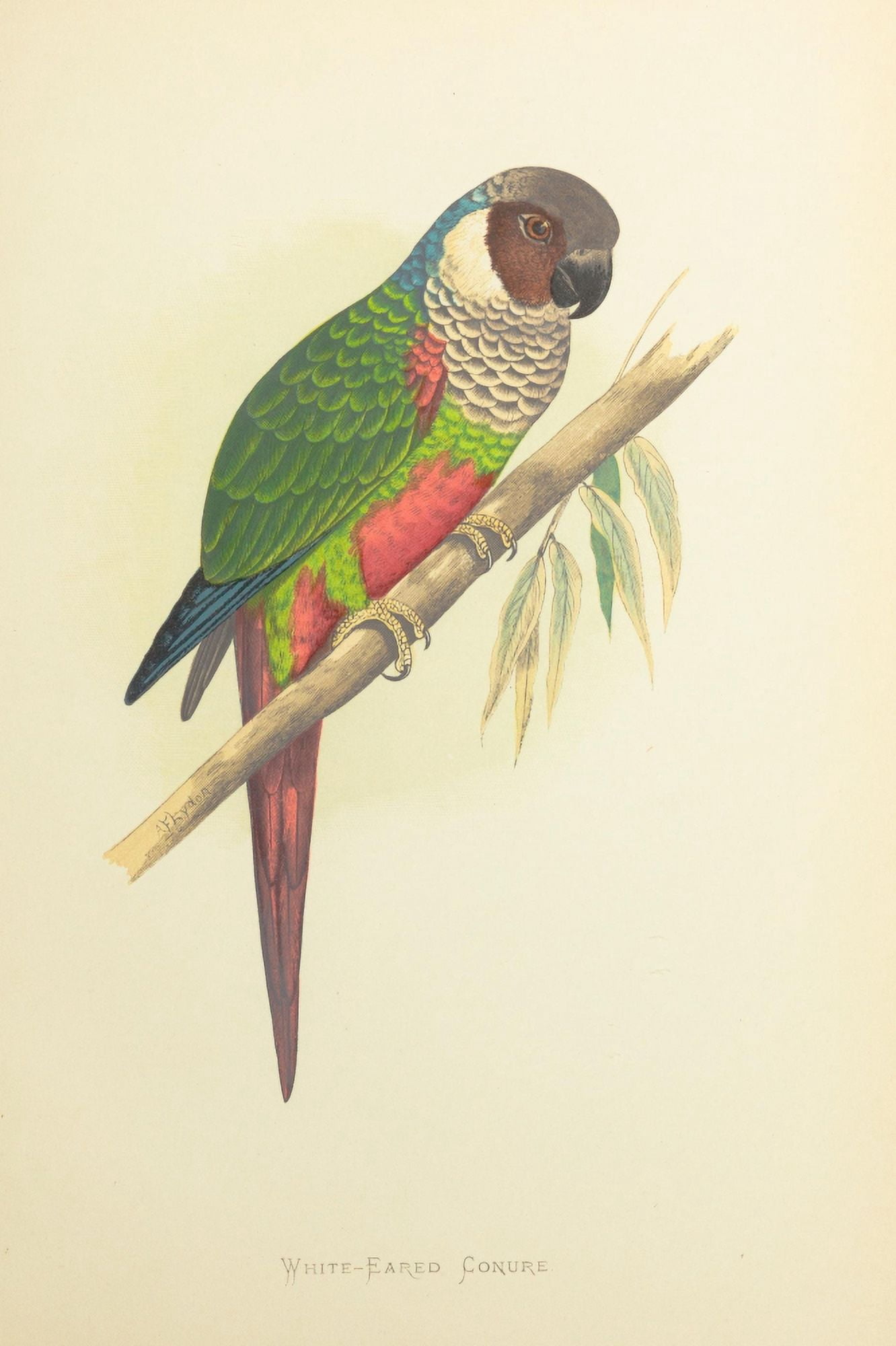 Parrots in Captivity 1884 White-eared Conure Canvas Art - AF Lydon (24 x 36)