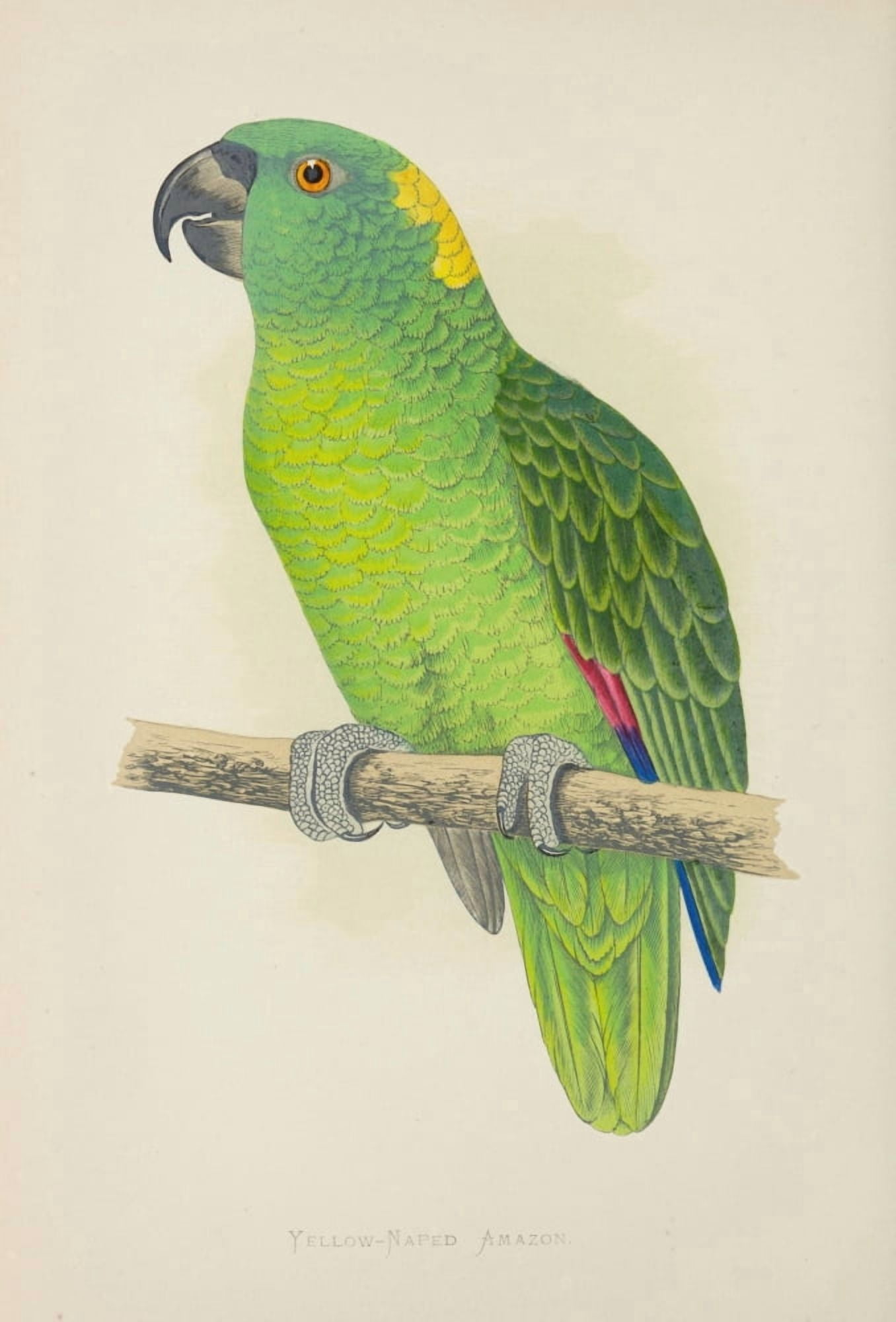 Parrots in Captivity 1884 Yellow-Naped Amazon Canvas Art - AF Lydon (24 x 36)