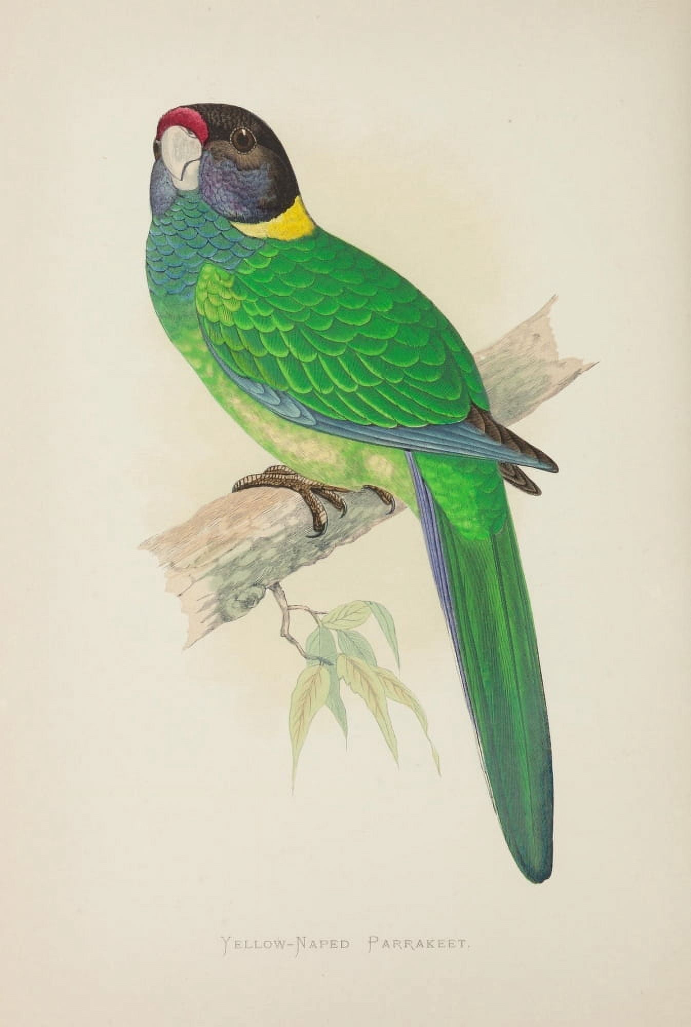 Parrots in Captivity 1884 Yellow-Naped Parakeet Canvas Art - AF Lydon (18 x 24)