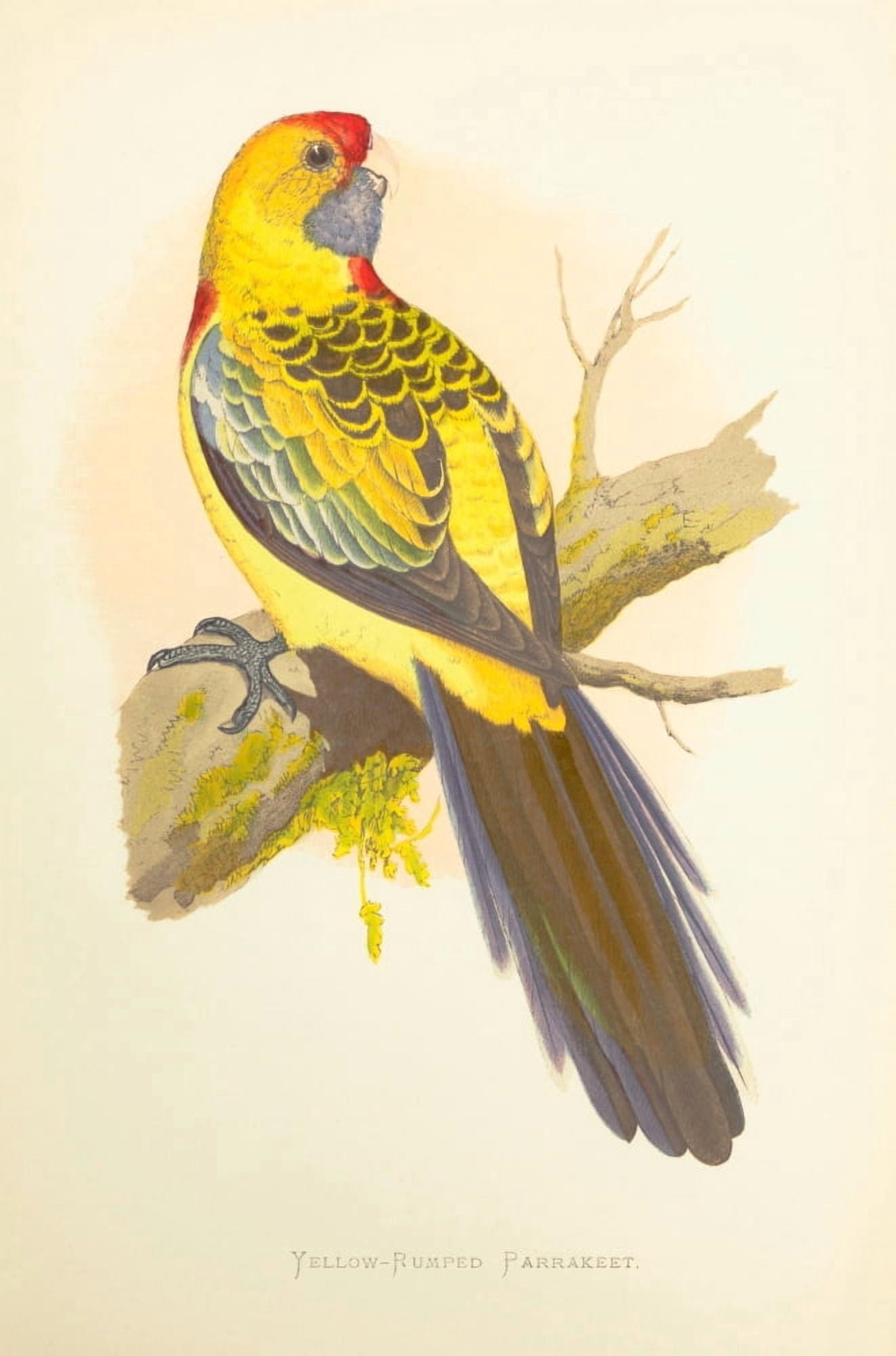 Parrots in Captivity 1884 Yellow-Rumped Parakeet Canvas Art - AF Lydon (18 x 24)
