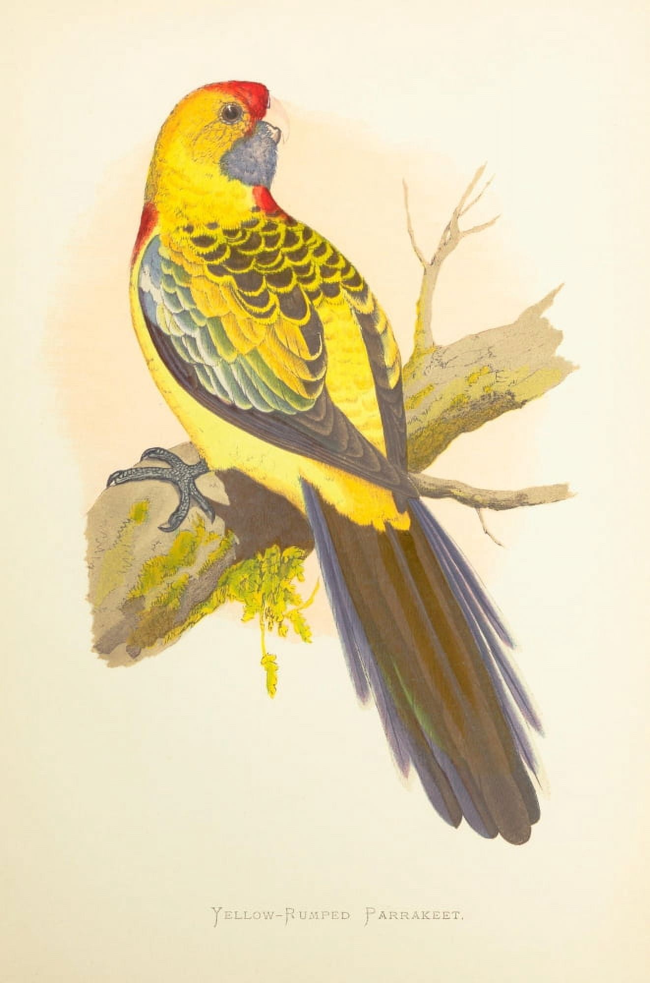Parrots in Captivity 1884 Yellow-Rumped Parakeet Canvas Art - AF Lydon (24 x 36)